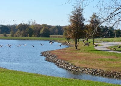 birds in flight over lake at The Aviary Recovery Center