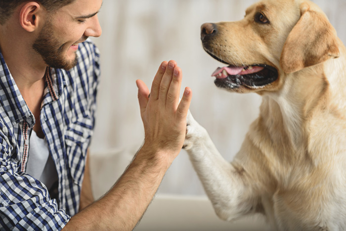 what are the benefits of therapy dogs