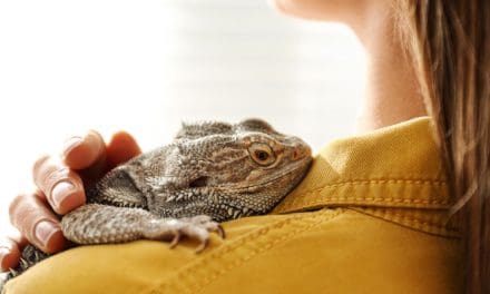 Furry, Feathery, or Even Scaly Friends Can Provide a Boost to Your Recovery
