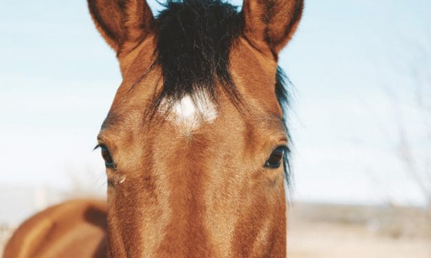 Help From the Horses—The Aviary Offers Equine Therapy