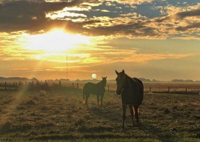 sunrise at The Aviary - horses from Equine Therapy