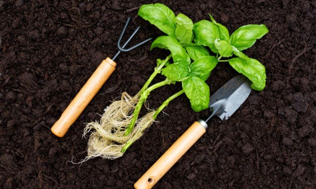 Healthy Eating in Recovery — From Your Garden to Your Kitchen