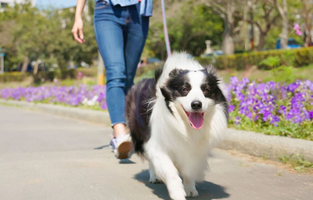 Ways to Add Some Walking to Your Routine