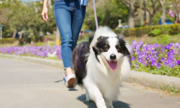 Ways to Add Some Walking to Your Routine