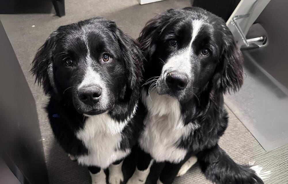Animals Can Be Partners in Recovery—Including Our Own Moose and Bear