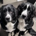 Two black and white dogs sitting side by side on a carpeted floor, looking up with curious expressions.