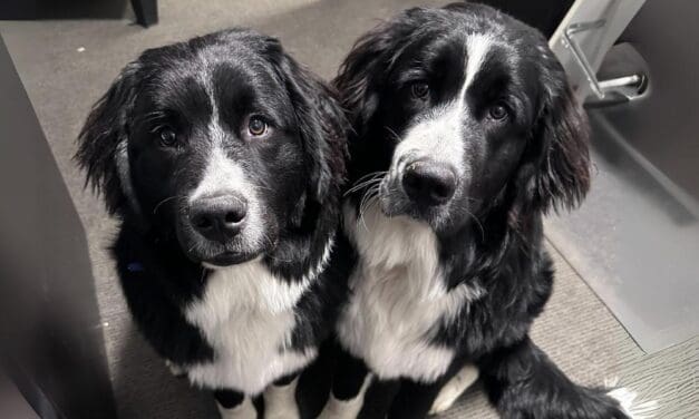 Animals Can Be Partners in Recovery—Including Our Own Moose and Bear
