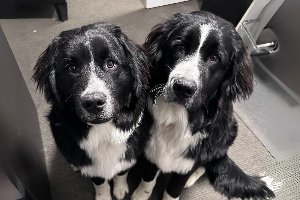 Animals Can Be Partners in Recovery—Including Our Own Moose and Bear