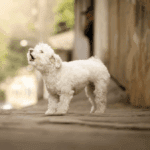 A small white dog who is barking.