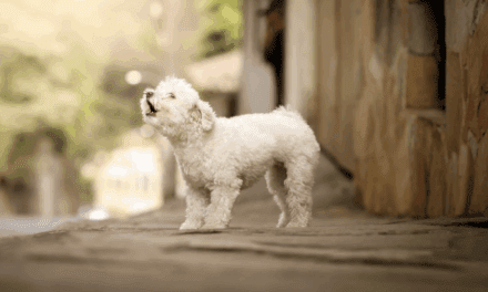 Cravings Can Be Persistent Like a Barking Dog