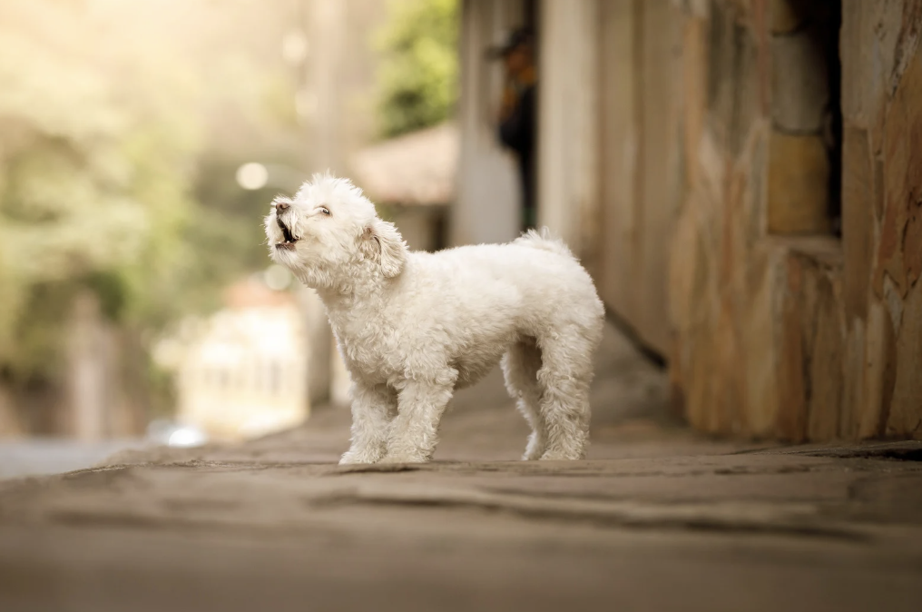 Cravings Can Be Persistent Like a Barking Dog